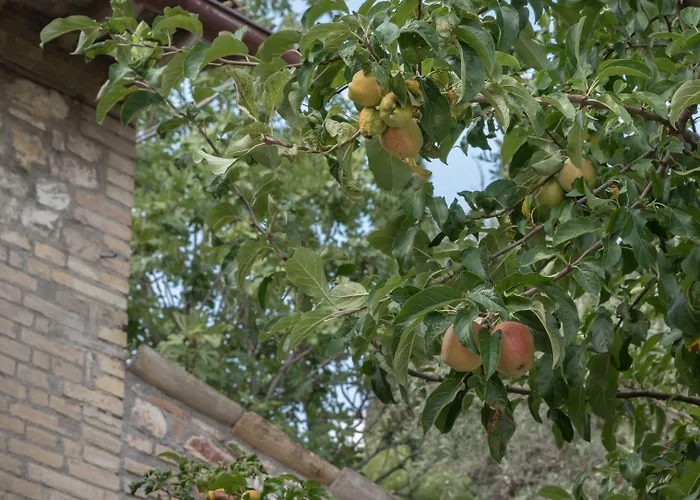 Cantico Delle Creature