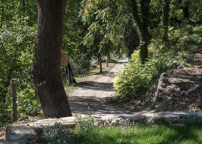 Cantico Delle Creature Assisi